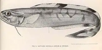 Neobythites sivicola