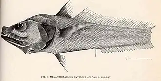 Bathygadus antrodes