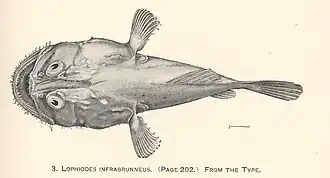 Lophiodes infrabrunneus
