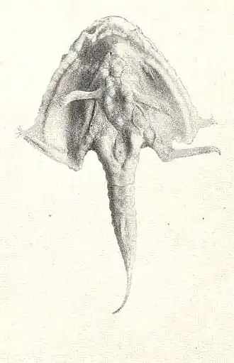 Malthopsis mitrigera