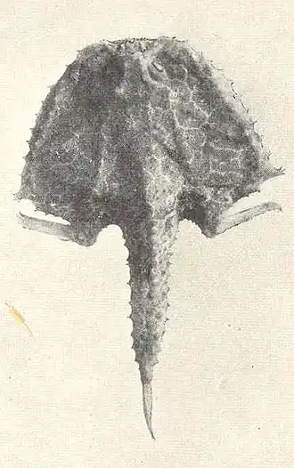 Halicmetus reticulatus