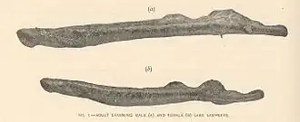 Entosphenus macrostomus
