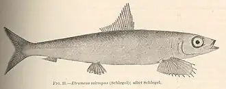 Etrumeus micropus