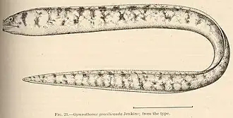 Gymnothorax gracilicauda