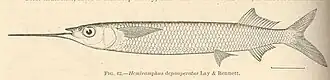 Hemiramphus depauperatus