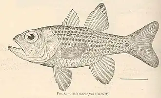 Ostorhinchus maculiferus