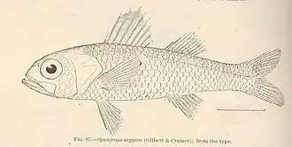 Synagrops argyreus