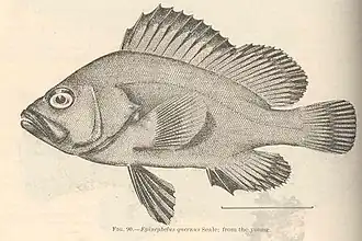 Hyporthodus quernus