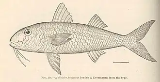 Mulloidichthys pfluegeri
