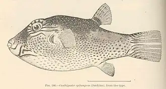 Canthigaster epilampra