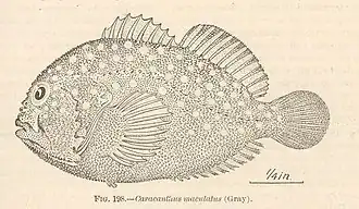 Caracanthus maculatus