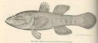 Eleotris sandwicensis