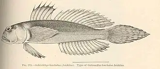 Oxyurichthys lonchotus