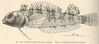 Enneapterygius atriceps