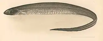 Encheliophis gracilis