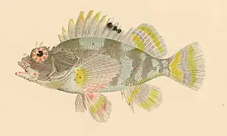 Sebastapistes ballieui