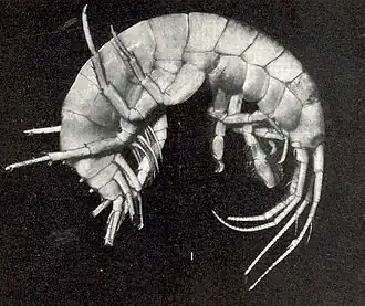 Echinogammarus marinus