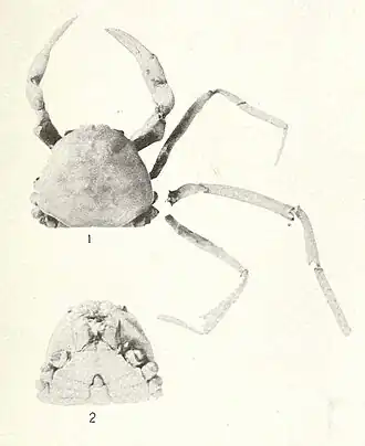 Chasmocarcinus obliquus