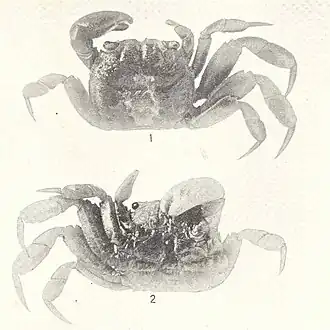Glyptograpsus impressus