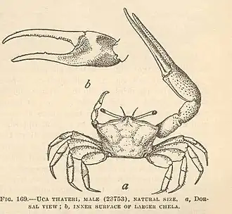 Uca (Minuca) thayeri
