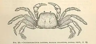 Chasmocarcinus latipes