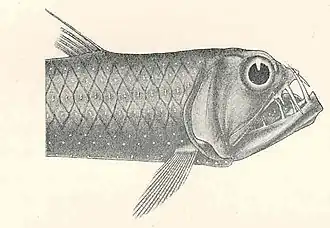 Chauliodus pammelas