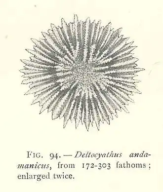 Deltocyathus andamanicus