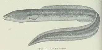 Conger wilsoni