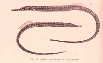 Vanacampus phillipi