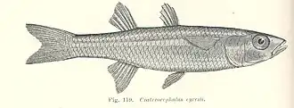 Craterocephalus eyresii