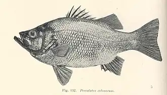 Macquaria colonorum