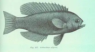 Callanthias allporti