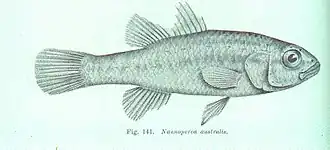 Nannoperca australis