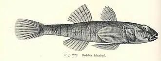 Nesogobius hinsbyi