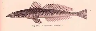 Platycephalus laevigatus