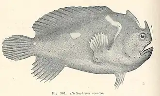 Phyllophryne scortea