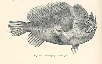Echinophryne crassispina
