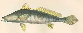 Pseudotolithus typus