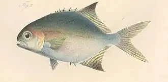 Trachinotus goreensis