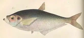 Ilisha africana