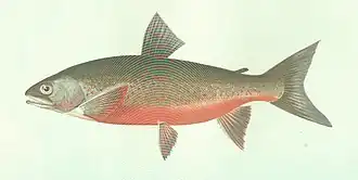 Salvelinus willoughbii