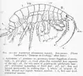 Gammarus locusta, Freshwater and Marine Image Bank van de University of Washington.