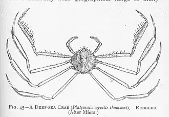 Platymaia wyvillethomsoni