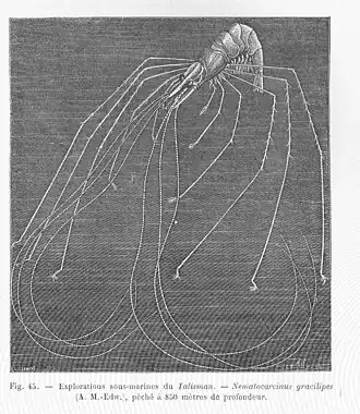 Nematocarcinus gracilipes