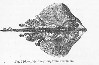 Dentiraja lemprieri