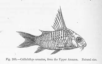 Corydoras armatus