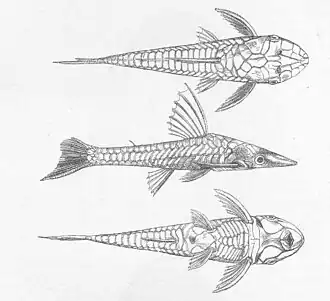 Hypoptopoma thoracatum