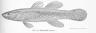 Eleotris balia