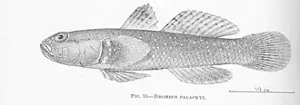 Drombus palackyi