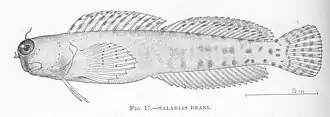 Blenniella bilitonensis